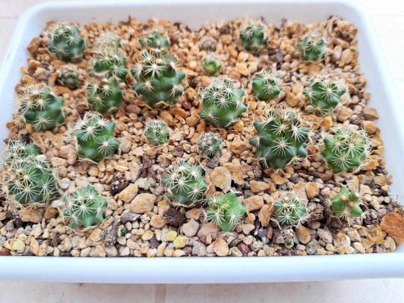 Coryphantha radians KRM 438