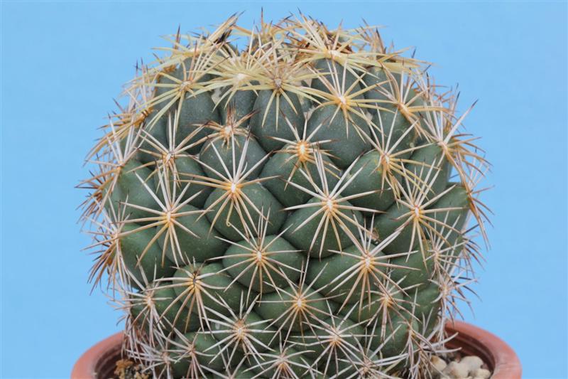 Coryphantha retusa 