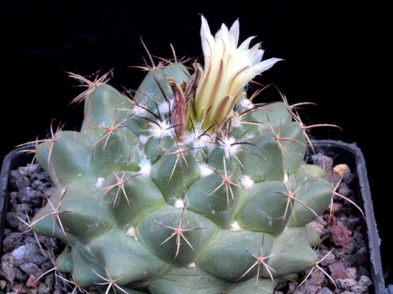 Coryphantha vogtherriana GM 727