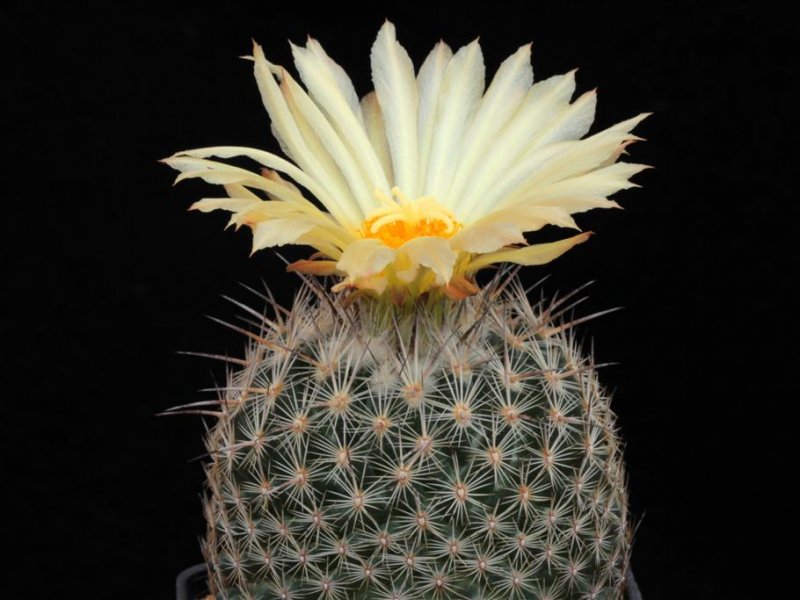 Coryphantha werdermannii 