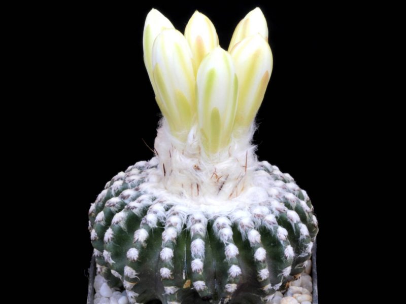 Discocactus horstii 