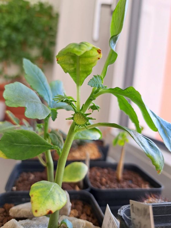 Dorstenia hildebrandtii 