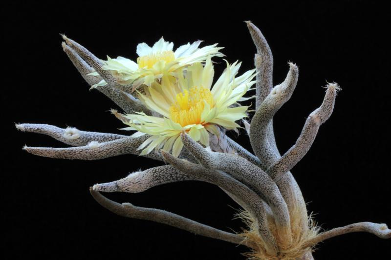 Astrophytum caput-medusae 