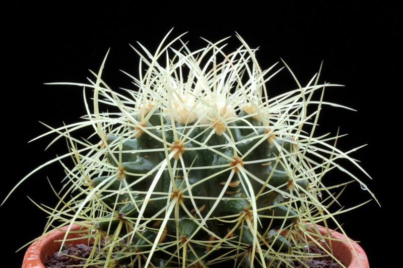 Echinocactus grusonii 