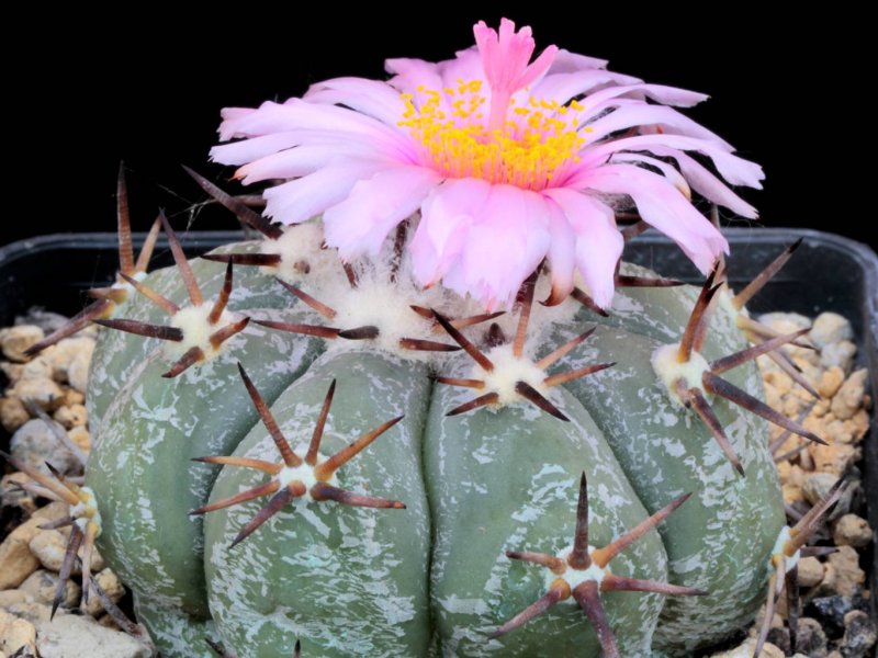 Echinocactus horizonthalonius 