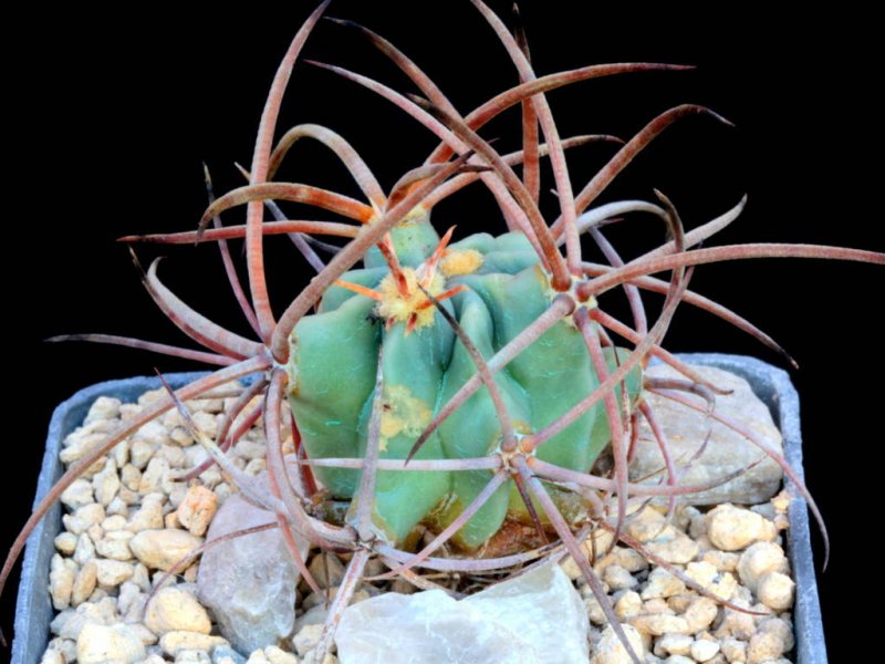 Echinocactus polycephalus 