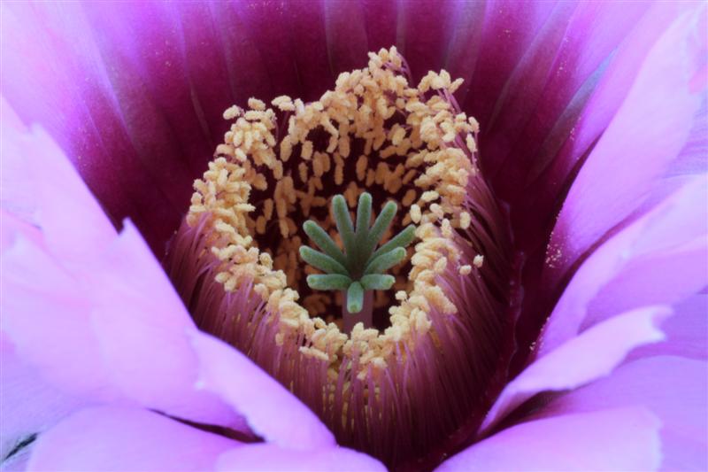 Echinocereus  fitchii 