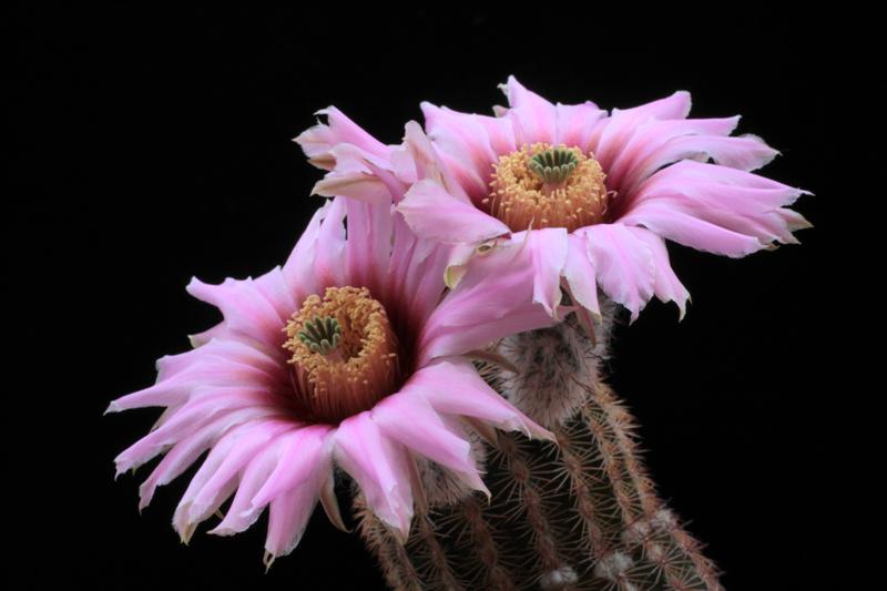 Echinocereus  fitchii ssp. albertii 