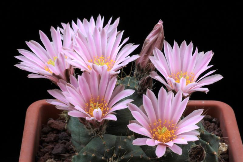 Echinocereus  knippelianus 