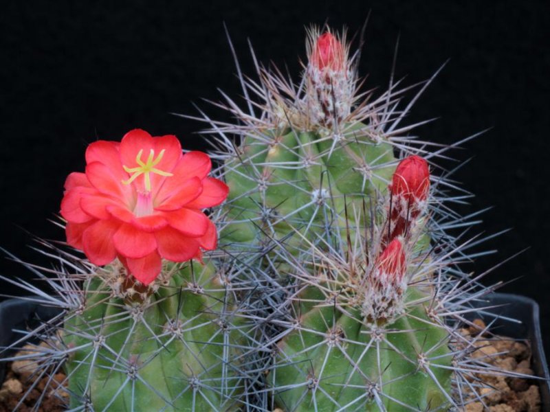 echinocereus  polyacanthus