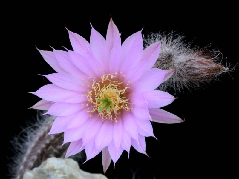 Echinocereus  schmollii 