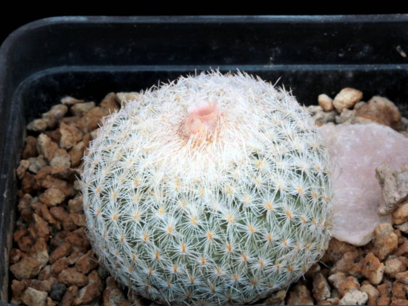 Epithelantha greggii 