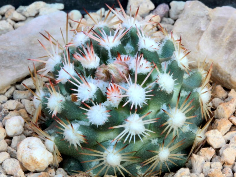 escobaria robbinsorum