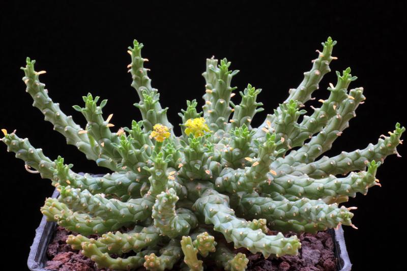 Euphorbia brevirama 