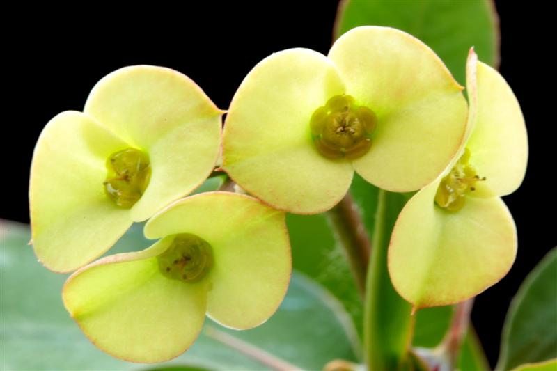 Euphorbia croizatii 