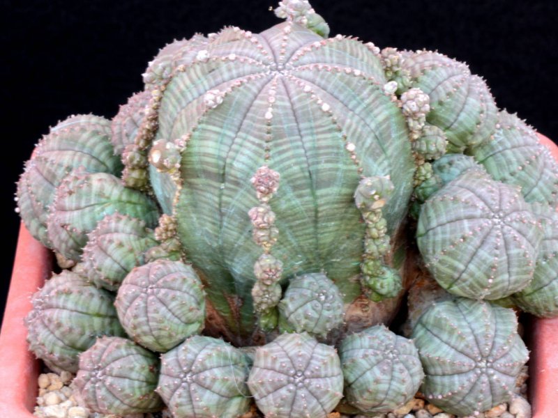 Euphorbia obesa f. prolifera 