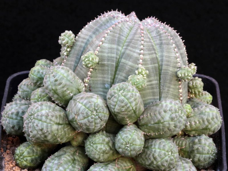 Euphorbia obesa f. prolifera 