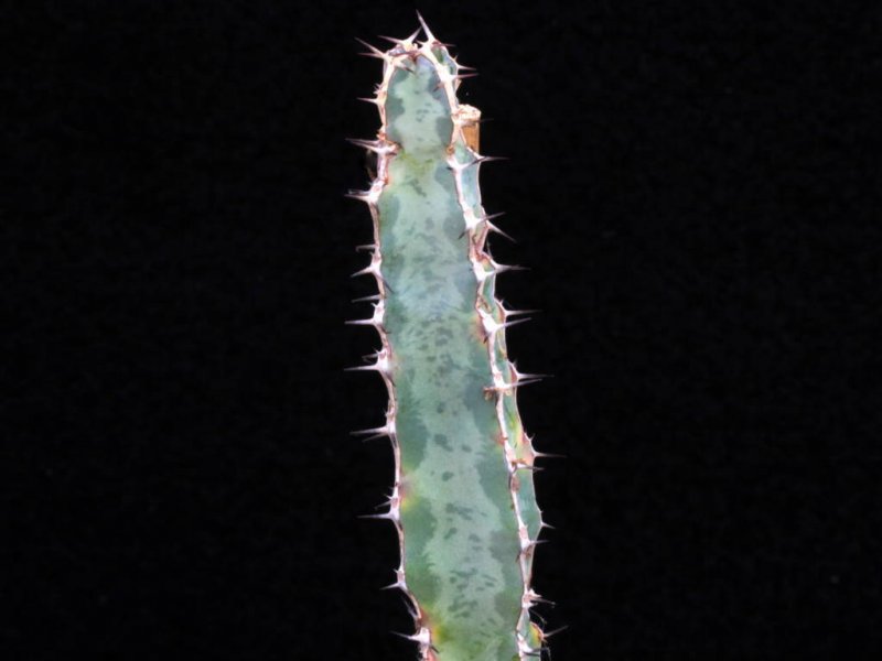 Euphorbia quadrangularis 