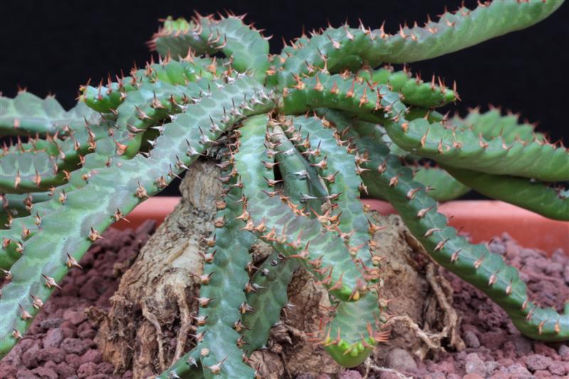 Euphorbia stellata 