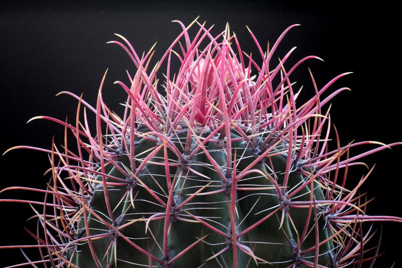 Ferocactus gracilis 