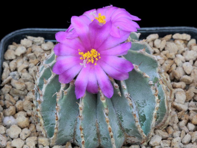 Geohintonia mexicana 