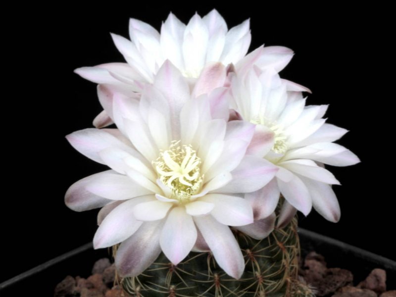 Gymnocalycium bruchii STO 88-230/1