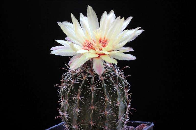 Hamatocactus bicolor 