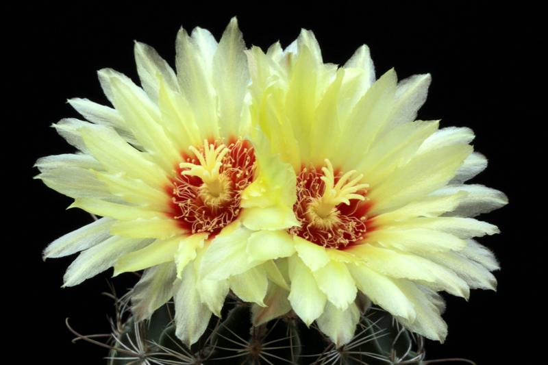 Hamatocactus bicolor 