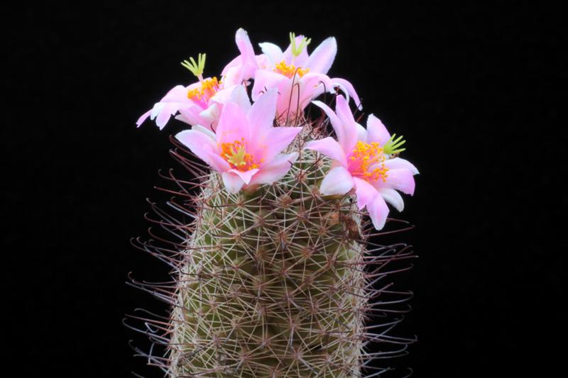 Mammillaria alamensis 