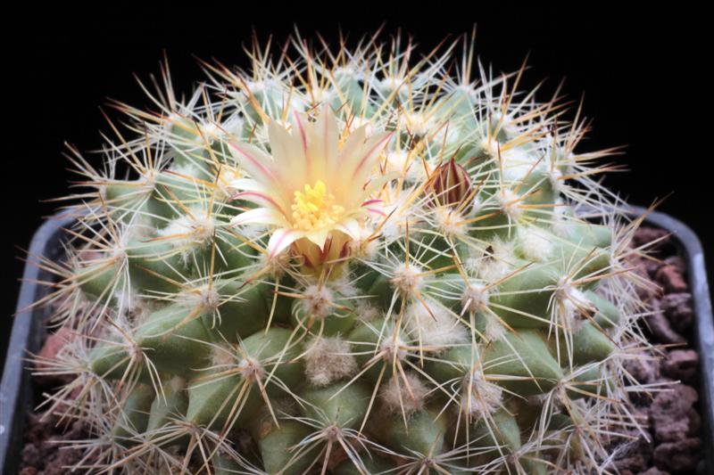 Mammillaria canelensis 