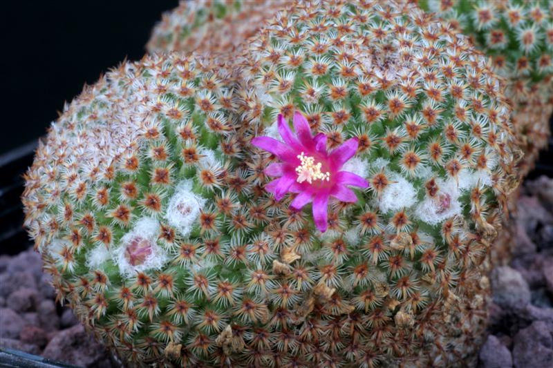 Mammillaria crucigera 