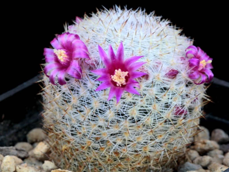 Mammillaria halbingeri P 349