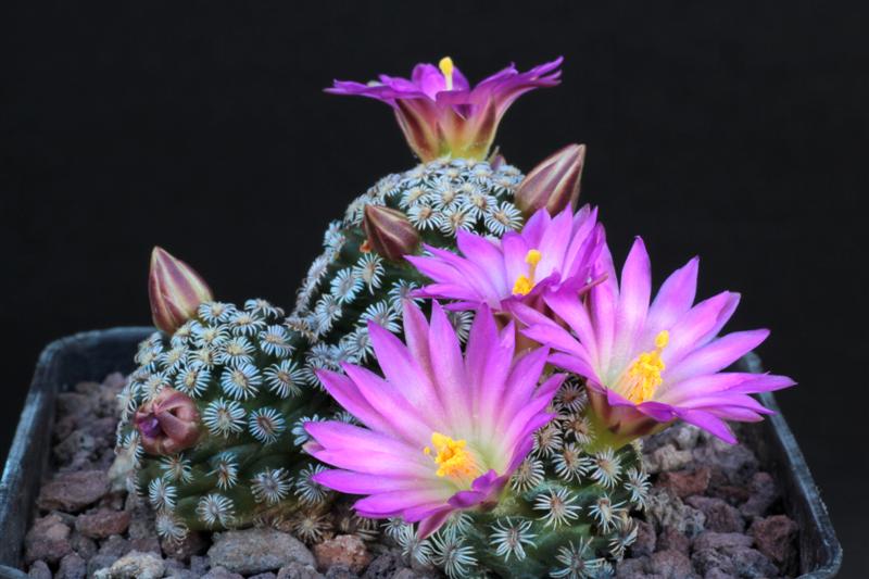 Mammillaria hernandezii 