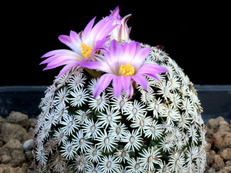 Mammillaria hernandezii 