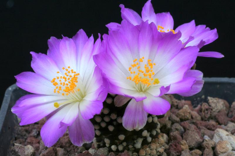 Mammillaria luethyi 