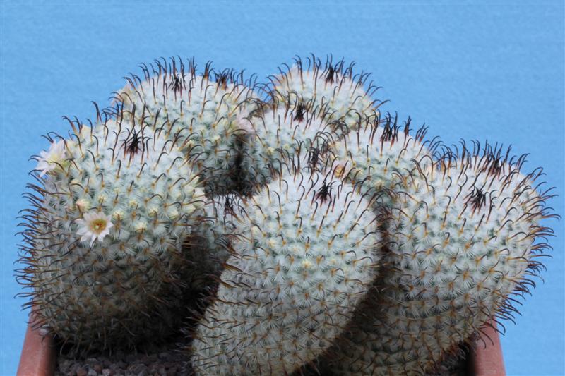 Mammillaria perezdelarosae 