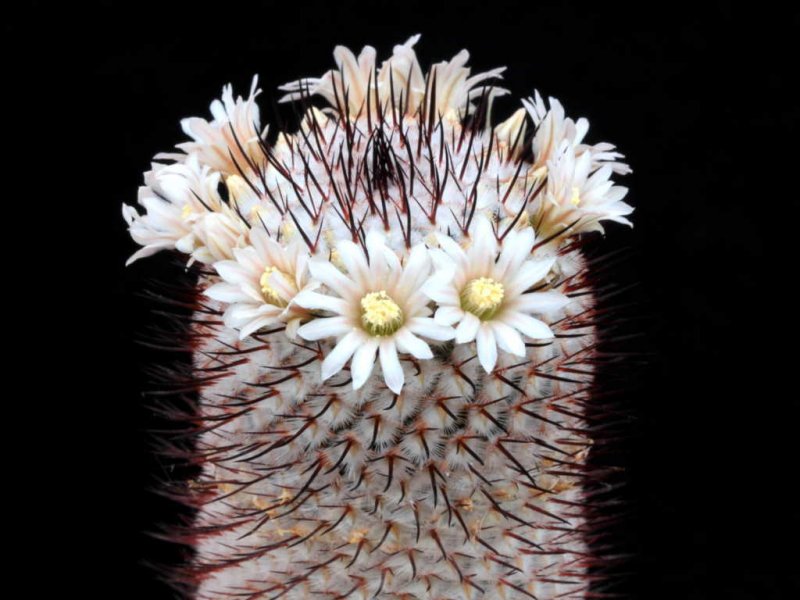 Mammillaria perezdelarosae ssp. andersoniana 
