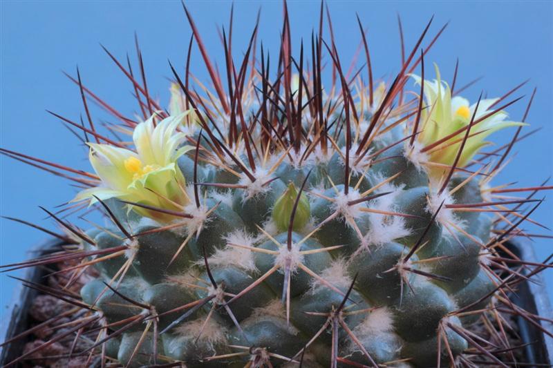 Mammillaria petrophila LAU 052