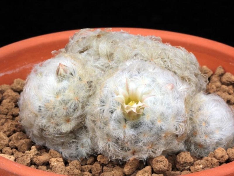 Mammillaria plumosa 