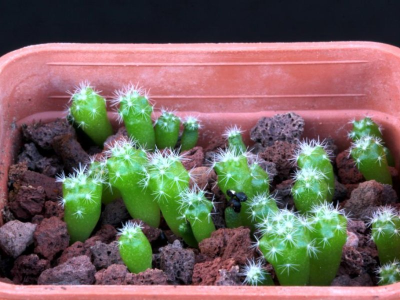 Mammillaria senilis ROG 214