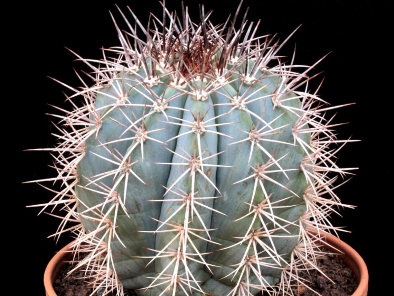 Melocactus azureus 