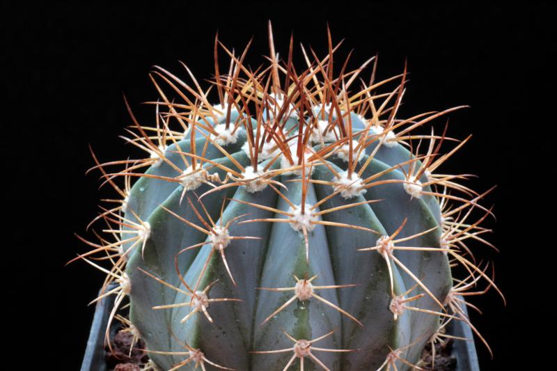 Melocactus azureus HU 256