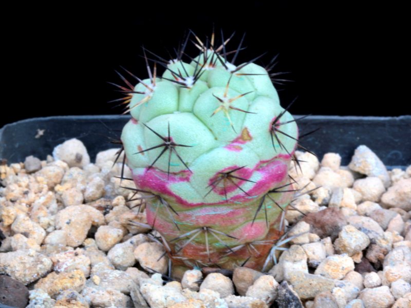 ortegocactus macdougallii