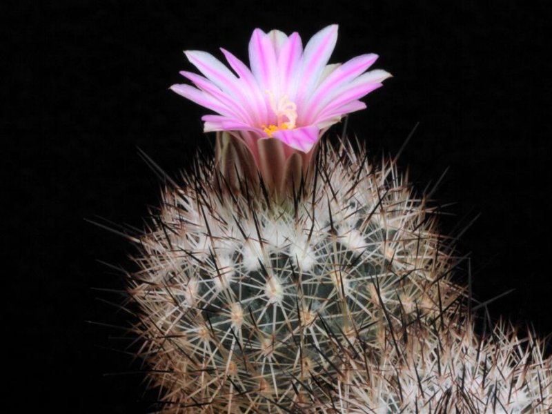 Rapicactus beguinii 