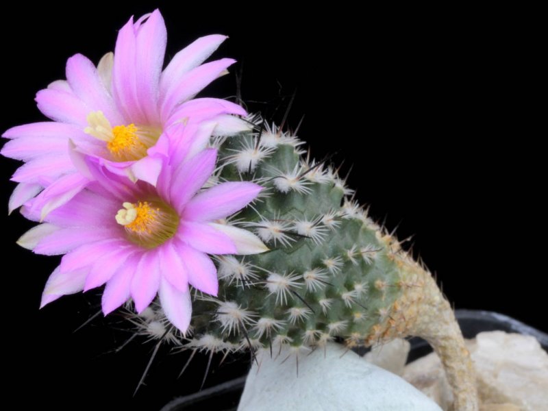 Rapicactus subterraneus FPAN 340