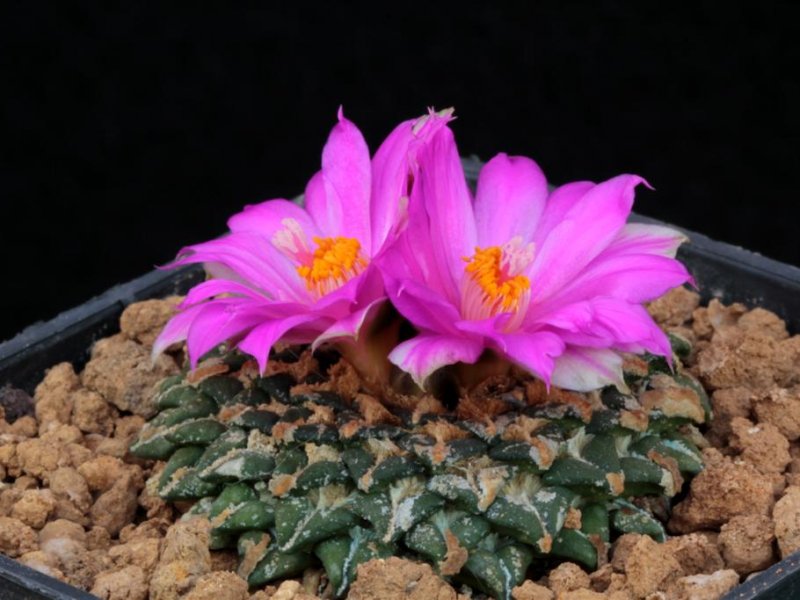 Ariocarpus kotschoubeyanus 