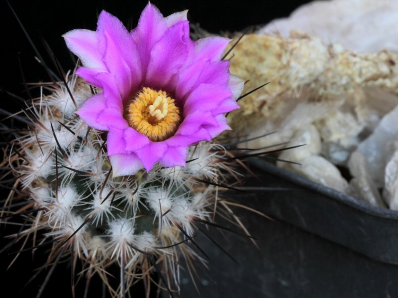 rapicactus subterraneus