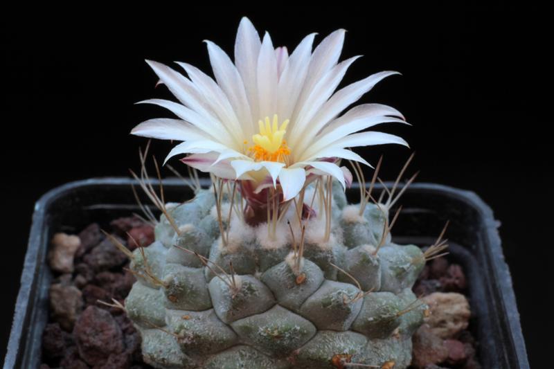 Strombocactus disciformis 