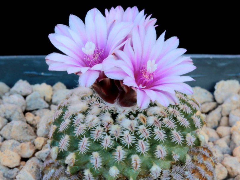 Turbinicarpus pseudopectinatus 