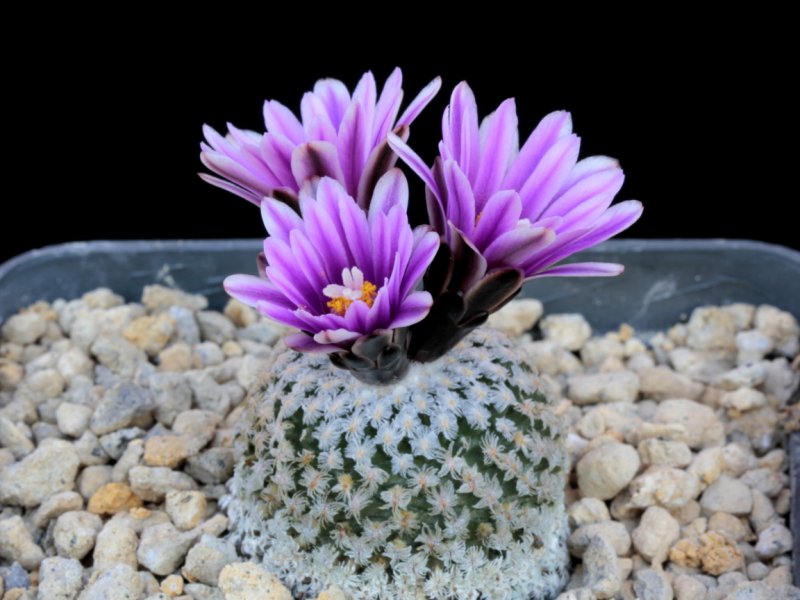 Turbinicarpus valdezianus 